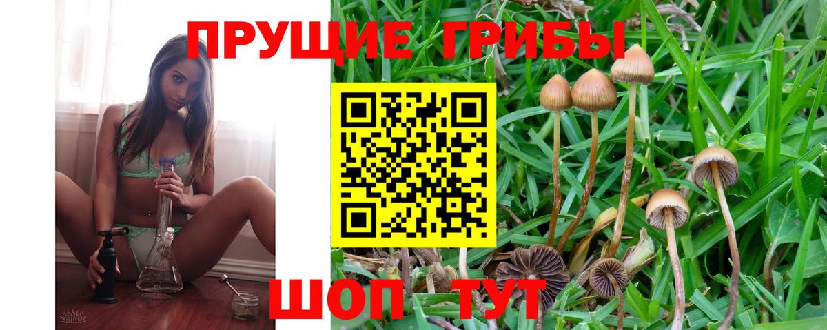 Псилоцибиновые грибы Psilocybine cubensis Сосновый Бор